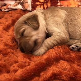 White - Cream female Goldendoodle puppy in Medina, Ohio from Farmer Doodles