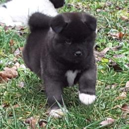 Akita Puppies from Magnolia Akitas