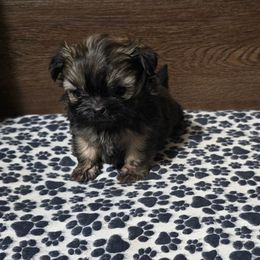 Boy 3 - Gold male Shih Tzu puppy in Meadows Of Dan, Virginia from Walt’s Shih Tzus