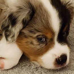 Miniature Australian Shepherd and Toy Australian Shepherd Puppies from Miller Hill Aussies