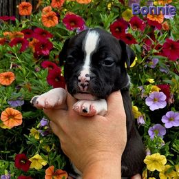 Bonnie - Black female American Staffordshire Terrier puppy in Clintwood, Virginia from SkyBlue Kennel