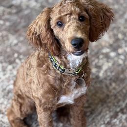 Goldendoodle and Poodle Puppies from East Valley Pups