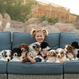 Australian Shepherd Puppies from Shoreline Aussies