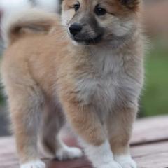 Icelandic Sheepdog Puppies from Valhalla Icelandic Sheepdogs