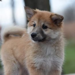 Icelandic Sheepdog Puppies from Valhalla Icelandic Sheepdogs