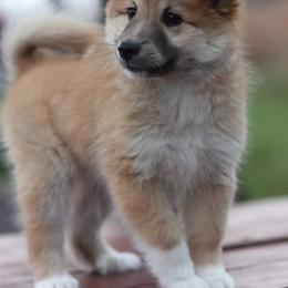 Icelandic Sheepdog Puppies from Valhalla Icelandic Sheepdogs
