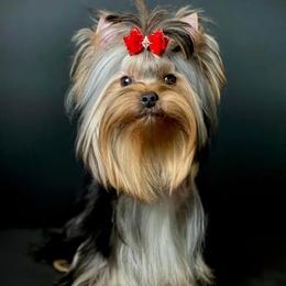 Connor - Yorkshire Terrier