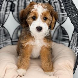 Hamm (Mr. White) - Brown and white male Aussiedoodle puppy in Georgetown, Texas from Mc Doodles of Texas LLC