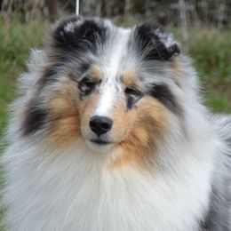 Lilac - Shetland Sheepdog