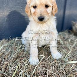 Benny Boo English Teddybear - Apricot male Goldendoodle puppy in Grove, Oklahoma from Guinn Family Farms
