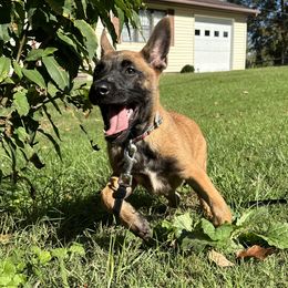Orion - Red male Belgian Malinois puppy in Charleston, West Virginia from Louisov Kennel