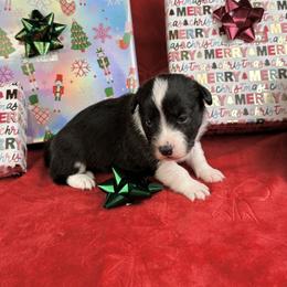 Blitzen- fluffy coat - Brindle and white male American Corgi puppy in Waskom, Texas from Piney Woods Corgis