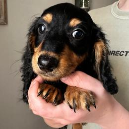 Teddy  2,100 - Black and tan male Dachshund puppy in Brandon, Florida from Knights Dachshunds