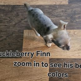 Huckleberry Finn AKA Huck - Merle male Chihuahua puppy in Marianna, Florida from Garden Tub Chihuahuas