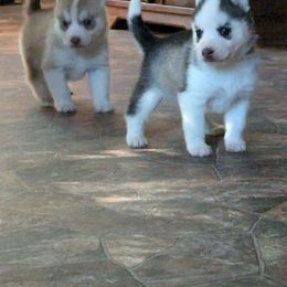 Siberian Husky Puppies from Spirit of the Moon Siberians