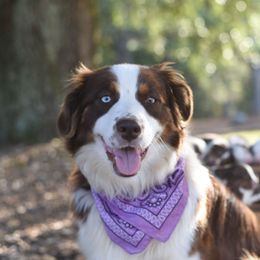 Ari - Australian Shepherd