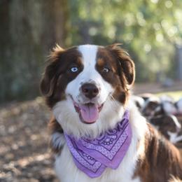 Ari - Australian Shepherd