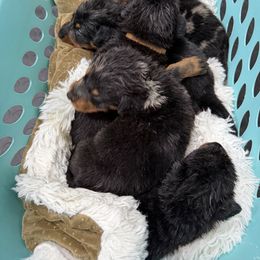 Minimal Harl - Harlequin male Beauceron puppy in Floyd’s Knobs, Indiana from Birdwing Beaucerons