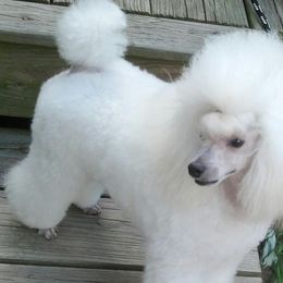 Poodles from Simmetry Toy Poodles