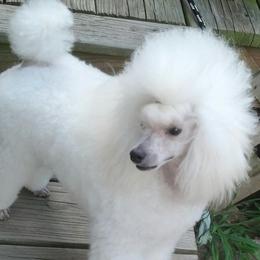 Poodles from Simmetry Toy Poodles
