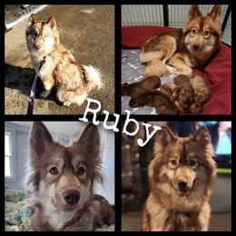 Ruby - Siberian Husky