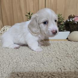 Dachshund Puppies from Mel's LowRider Ranch