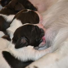 Drentsche Patrijshond and Spinone Italiano Puppies from Two Gun Kennels