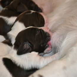 Drentsche Patrijshond and Spinone Italiano Puppies from Two Gun Kennels