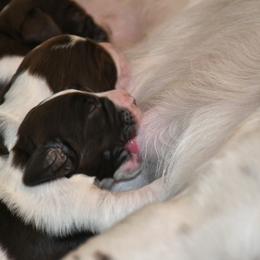 Drentsche Patrijshond and Spinone Italiano Puppies from Two Gun Kennels