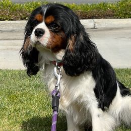 Charlie - Cavalier King Charles Spaniel