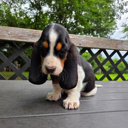 Xerxes - Black white and brown male Basset Hound puppy in Denison, Texas from Emma Lou's Baby Bassets