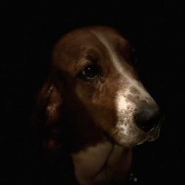 Jaci - Basset Hound