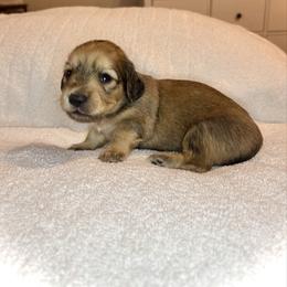 Shadow - Cream male Dachshund puppy in Deland, Florida from Island Farms Dachshunds Florida