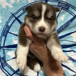 AKC Coconut - Red and white female Siberian Husky puppy in Centreville, Maryland from Huskies By the Bay