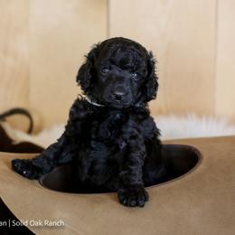 Poodle Puppies from Solid Oak Ranch