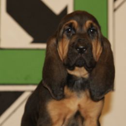 Bloodhounds from Bluebloods Kennel