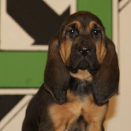 Bloodhounds from Bluebloods Kennel
