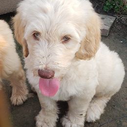 Goldendoodles and Golden Retrievers from Faye Faye’s Golden Doodles