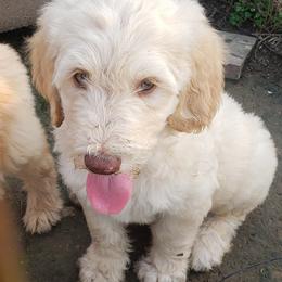 Goldendoodles and Golden Retrievers from Faye Faye’s Golden Doodles