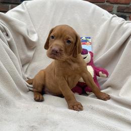 Lotsa - Golden rust male Vizsla puppy in Bloomington, Indiana from Envizion