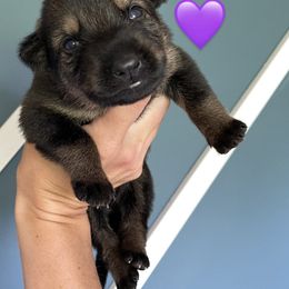 Girl 2 - German Shepherd puppy in Buffalo, New York from Vom Eisenraben German Shepherds