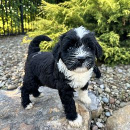 Girl 2 - Dorothy - Black and white female Portuguese Water Dog puppy in Butler, Pennsylvania from Sea Dog PWD Puppies