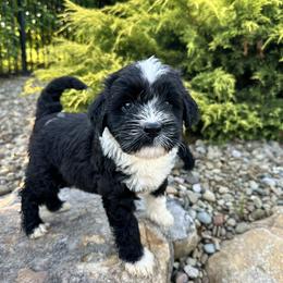 Girl 2 - Dorothy - Black and white female Portuguese Water Dog puppy in Butler, Pennsylvania from Sea Dog PWD Puppies