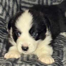 Girl 2 - Black and white female Cardigan Welsh Corgi puppy in Huntington Beach, California from Lucky Puppies