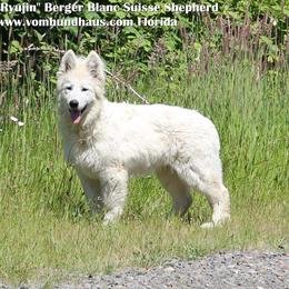 Berger Blanc Suisse and German Shepherd Puppies from Vom Hundhaus German Shepherds