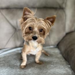 Finn - Yorkshire Terrier