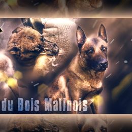 Belgian Malinois from du Val du Bois Malinois