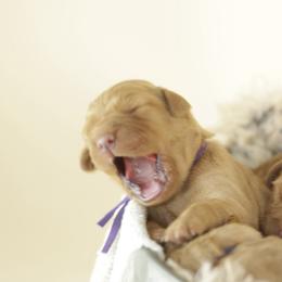 Lou - Dark golden female Golden Retriever puppy in Idaho Falls, Idaho from Brinton Goldens