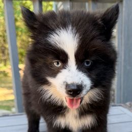 Nova - Black and white female Pomsky puppy in Ravena, New York from Osiris’s Siberians & Pomskies