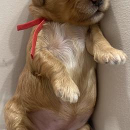 Goldendoodle Puppies from Graystone Doodles